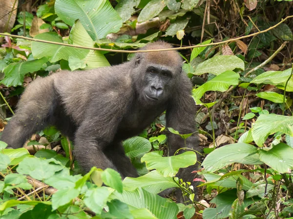 Gorila Gabón Gorila Oriental Peligro Extinción Belleza Selva Africana Gorila — Foto de Stock