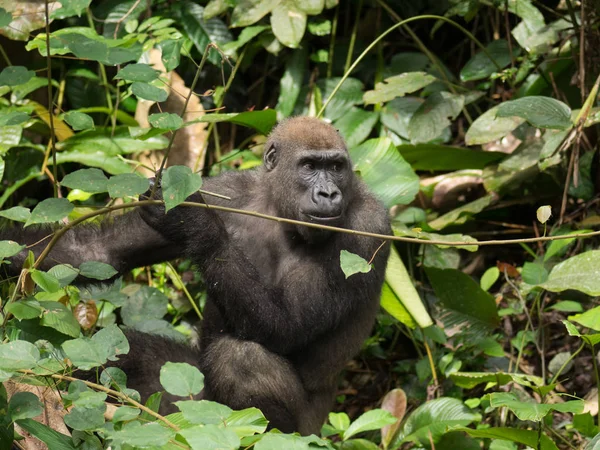 Gorila Gabón Gorila Oriental Peligro Extinción Belleza Selva Africana Gorila — Foto de Stock