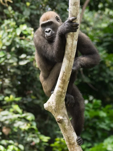 Gorille Gabon Gorille Oriental Voie Disparition Dans Beauté Jungle Africaine — Photo