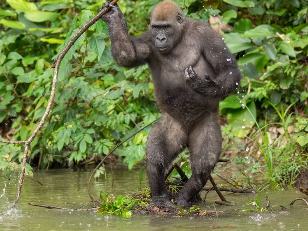 Gorille Gabon Gorille Oriental Voie Disparition Dans Beauté Jungle Africaine — Photo