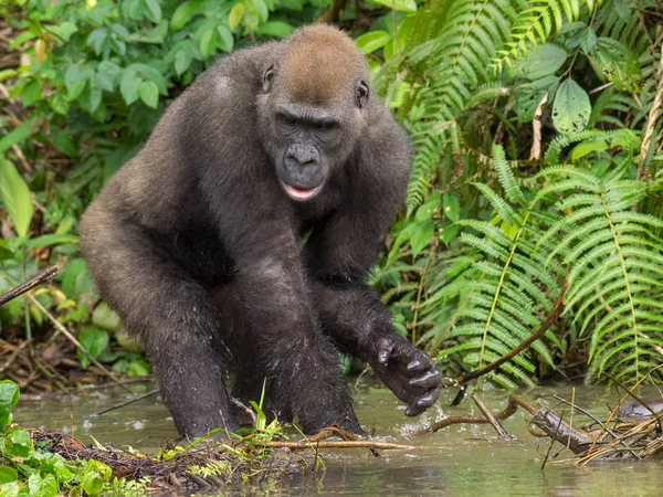 Gorilla Gabon Gorilla Orientale Pericolo Nella Bellezza Della Giungla Africana — Foto Stock