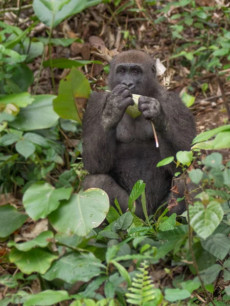 Gorilla Gabun Bedroht Östlichen Gorilla Der Schönheit Des Afrikanischen Dschungels — Stockfoto