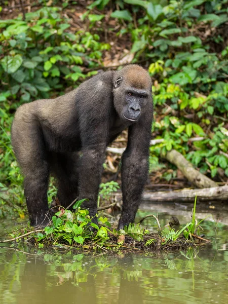 Gorille Gabon Gorille Oriental Voie Disparition Dans Beauté Jungle Africaine — Photo