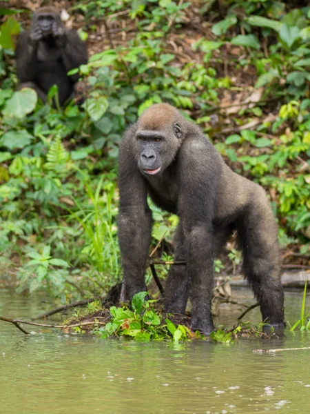 Gorila Gabón Gorila Oriental Peligro Extinción Belleza Selva Africana Gorila — Foto de Stock