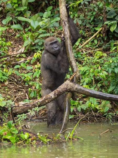 Gorila Gabão Gorila Oriental Ameaçada Extinção Beleza Selva Africana Gorila — Fotografia de Stock