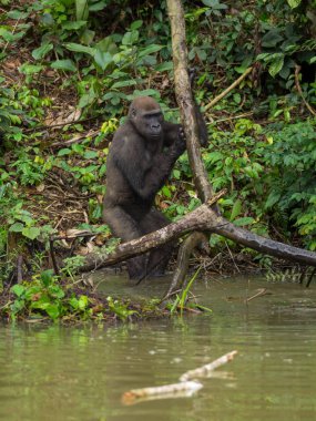 Afrika orman (Gorilla goril güzelliğine Gabon nesli tükenmekte olan Doğu gorilla goril)