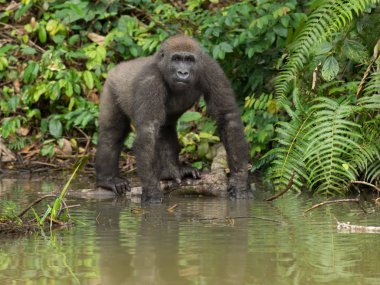 Afrika orman (Gorilla goril güzelliğine Gabon nesli tükenmekte olan Doğu gorilla goril)