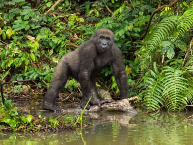 Afrika orman (Gorilla goril güzelliğine Gabon nesli tükenmekte olan Doğu gorilla goril)