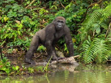 Gorilla in Gabon Endangered eastern gorilla in the beauty of african jungle (Gorilla gorilla) clipart