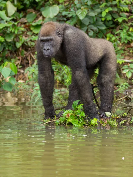 Горилла Габоне Угрозой Исчезновения Восточная Горилла Красоте Африканских Джунглей Горилла — стоковое фото