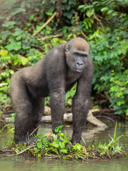 Gorila Gabón Gorila Oriental Peligro Extinción Belleza Selva Africana Gorila — Foto de Stock