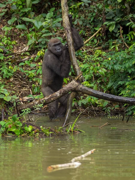 Gorila Gabão Gorila Oriental Ameaçada Extinção Beleza Selva Africana Gorila — Fotografia de Stock