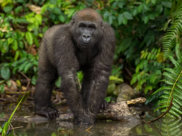 Gabon Bedreigde Oostelijke Gorilla Schoonheid Van Afrikaanse Jungle Gorilla Gorilla — Stockfoto