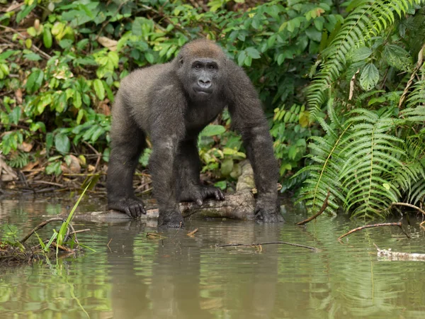 Gorilla Gabon Endangered Eastern Gorilla Beauty African Jungle Gorilla Gorilla — Stock Photo, Image