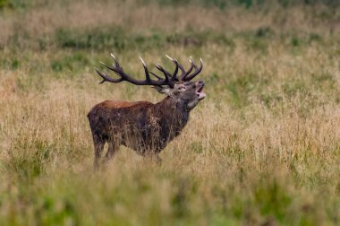 Kızıl geyik geyik (Cervus elaphus)