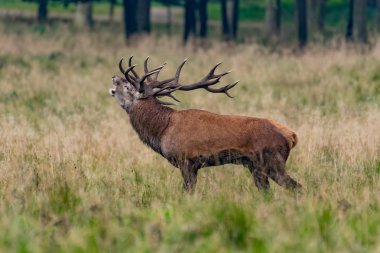 Kızıl geyik geyik (Cervus elaphus)