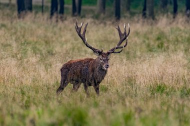 Kızıl geyik geyik (Cervus elaphus)