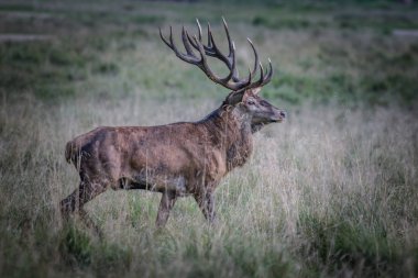 Kızıl geyik geyik (Cervus elaphus)