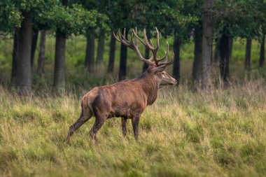 Kızıl geyik geyik (Cervus elaphus)