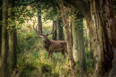 Kızıl geyik geyik (Cervus elaphus)