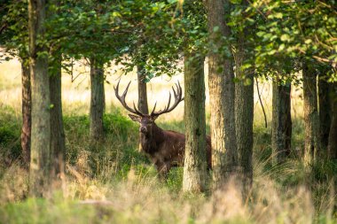 Kızıl geyik geyik (Cervus elaphus)