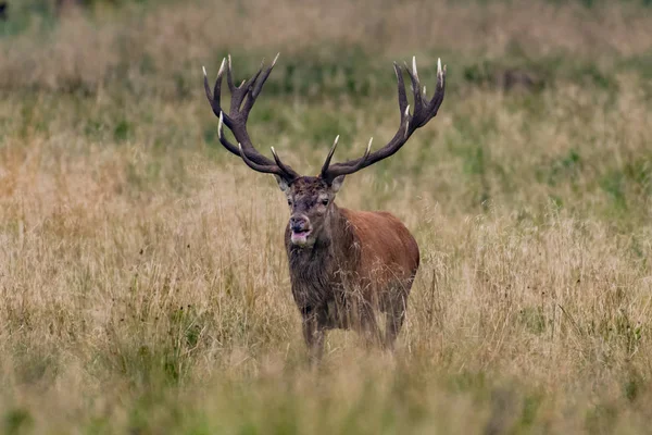 Bikák Gímszarvas Cervus Elaphus — Stock Fotó