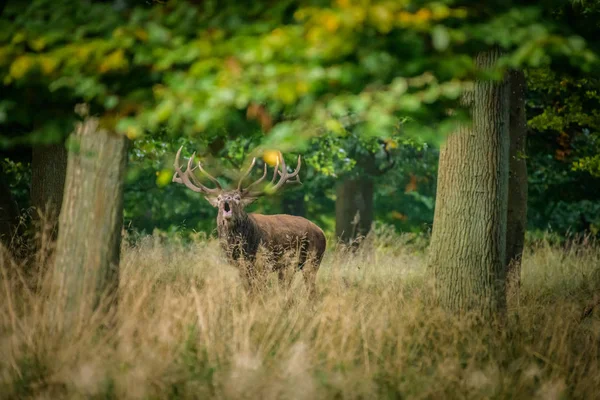 Bikák Gímszarvas Cervus Elaphus — Stock Fotó