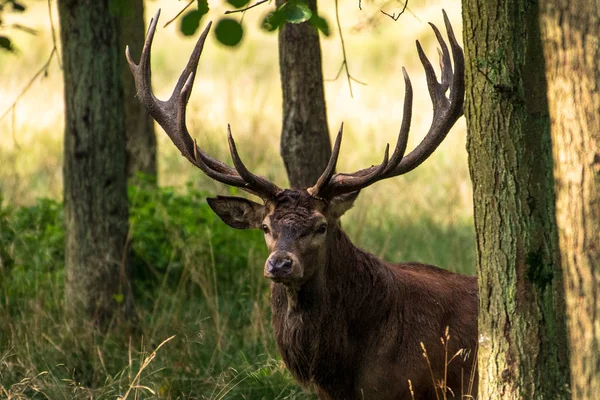 Estacas Veado Vermelho Cervus Elaphus — Fotografia de Stock