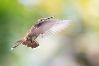 Sinek kuşu (Trochilidae) uçan Ekvador gems
