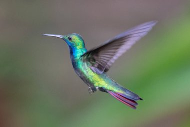 Sinek kuşu (Trochilidae) uçan Ekvador gems