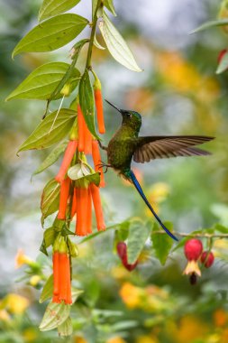 Sinekkuşu (Trochilidae) Uçan taşlar