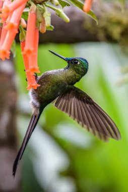 Sinekkuşu (Trochilidae) Uçan taşlar
