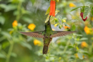 Sinekkuşu (Trochilidae) Uçan taşlar