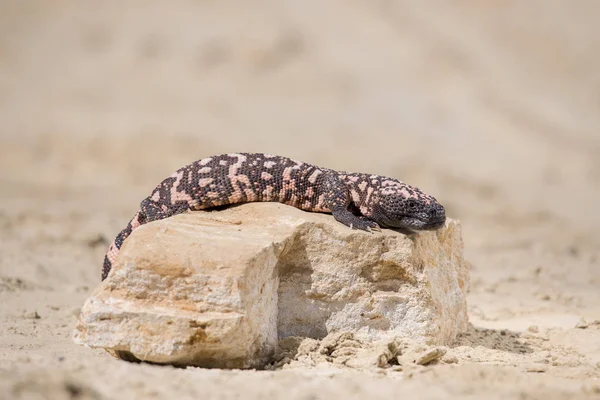 Τέρας Lizard Gila Heloderma Suspectum — Φωτογραφία Αρχείου