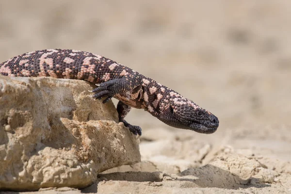 Lagarto Gila Monstro Heloderma Suspectum — Fotografia de Stock