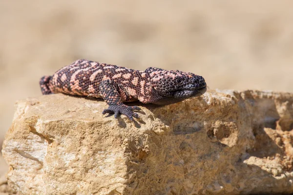 Lagarto Gila Monstro Heloderma Suspectum — Fotografia de Stock