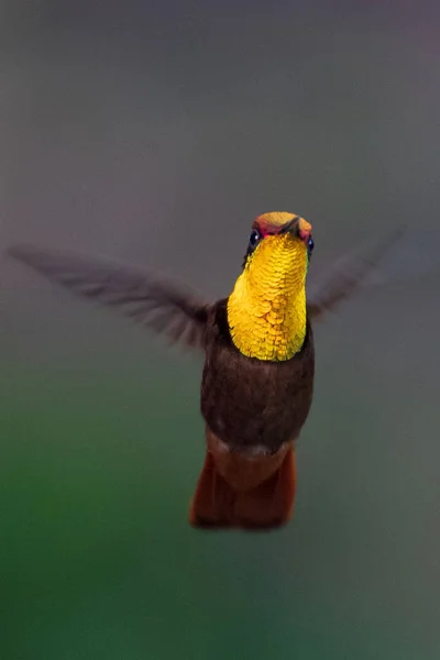 Kolibřík Trochilidae Létající Drahokamy Ekvádor — Stock fotografie