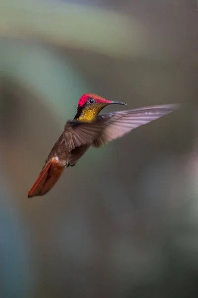 Trochilidae 에콰도르 — 스톡 사진