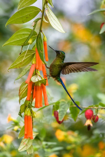 Kolibrie Trochilidae Vliegende Edelstenen — Stockfoto