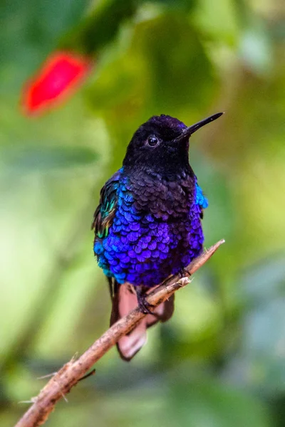 Kolibrie Trochilidae Vliegende Edelstenen — Stockfoto