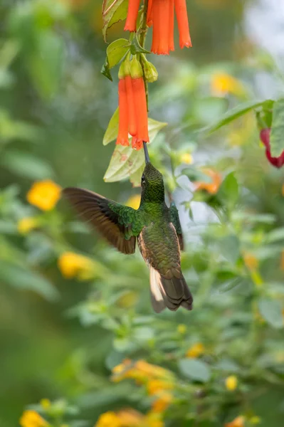 Hummingbird Trochilidae Flying Gems — Stock Photo, Image