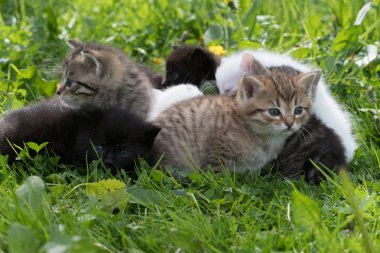 yeşil çimenler içinde küçük kedi yavruları grubu