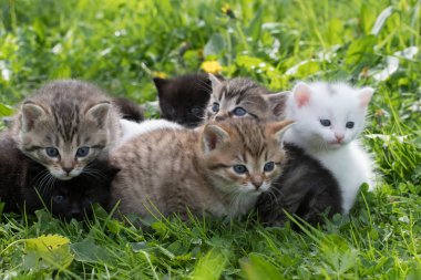 yeşil çimenler içinde küçük kedi yavruları grubu