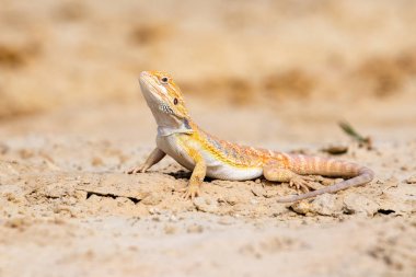 Bir sakallı Ejder (Pogona vitticeps closeup).