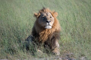 Güçlü aslan avı Kenya'daki Masai Mara, (Panthera leo için hazır lionesses izliyor)