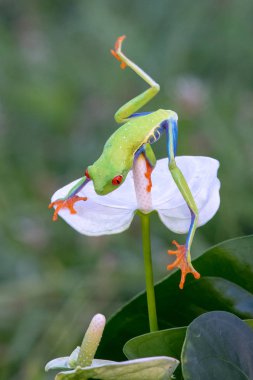 Kurbağa/Kırmızı Gözlü Amazon Ağacı Kurbağası (Agalychnis Callidryas)