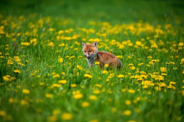 Zıplayan Kızıl Tilki, Vulpes vulpes, Avrupa'dan vahşi yaşam sahnesi. Doğa habitat Turuncu kürk ceket hayvan.