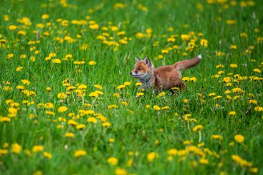 Zıplayan Kızıl Tilki, Vulpes vulpes, Avrupa'dan vahşi yaşam sahnesi. Doğa habitat Turuncu kürk ceket hayvan.