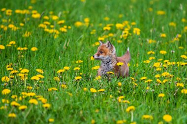 Zıplayan Kızıl Tilki, Vulpes vulpes, Avrupa'dan vahşi yaşam sahnesi. Doğa habitat Turuncu kürk ceket hayvan.