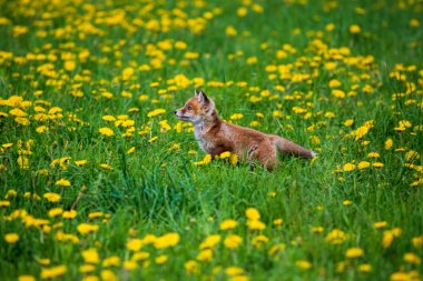 Zıplayan Kızıl Tilki, Vulpes vulpes, Avrupa'dan vahşi yaşam sahnesi. Doğa habitat Turuncu kürk ceket hayvan.